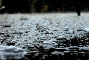 梅雨のゴキブリ