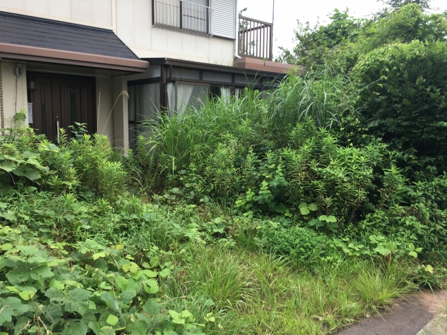 熱湯をかける方法で対策しようと思っている雑草だらけの庭