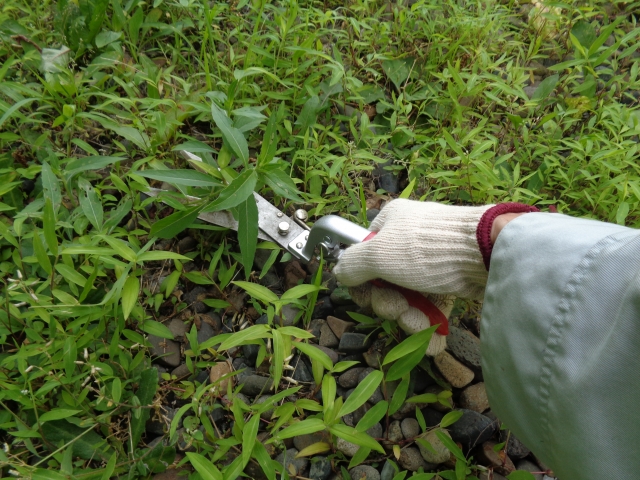 雑草が生えない方法を調べながら草刈りをする人の手