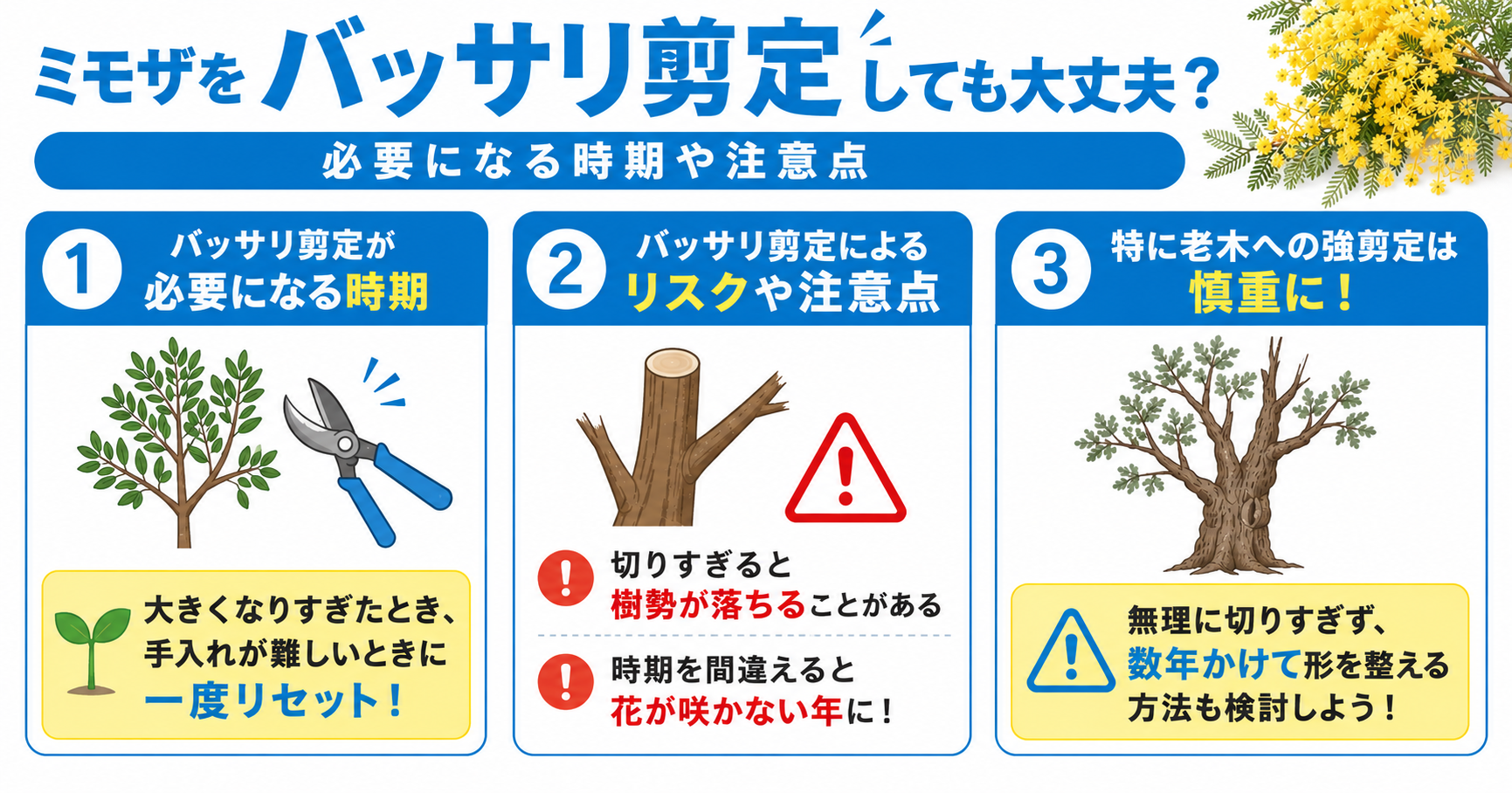 ミモザをバッサリ剪定する際の注意点