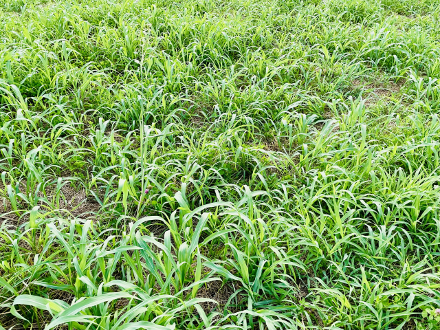 熱湯をかける前の雑草
