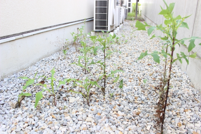 雑草が生えないようにする方法を実践中の庭