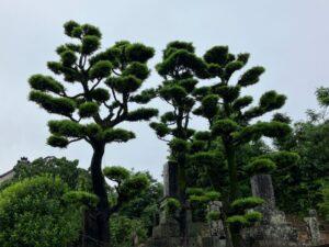 剪定された整った樹形の高木