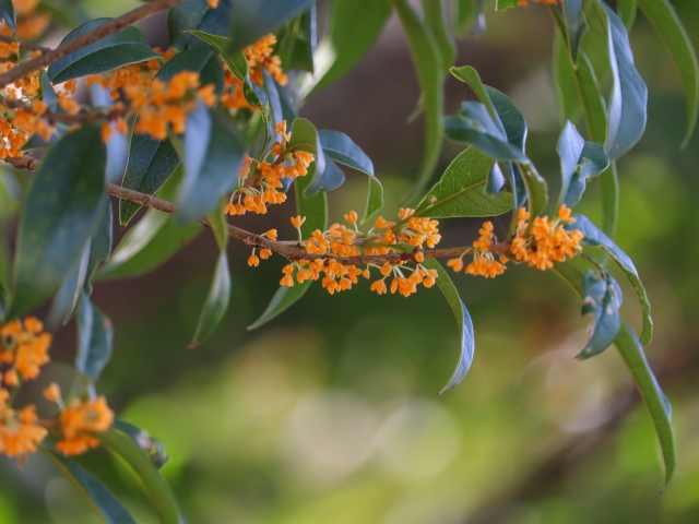キンモクセイの花が咲いている枝のアップ