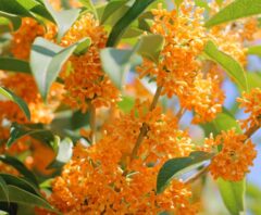 密集して咲くオレンジ色のキンモクセイの花