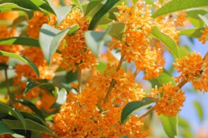 密集して咲くオレンジ色のキンモクセイの花