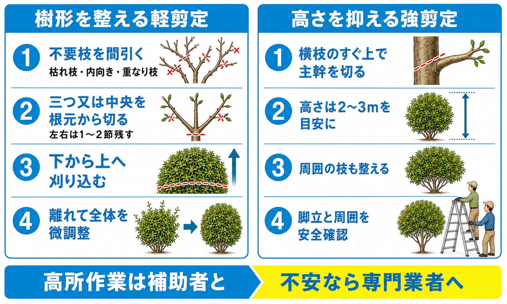 大きくなりすぎたキンモクセイの剪定方法