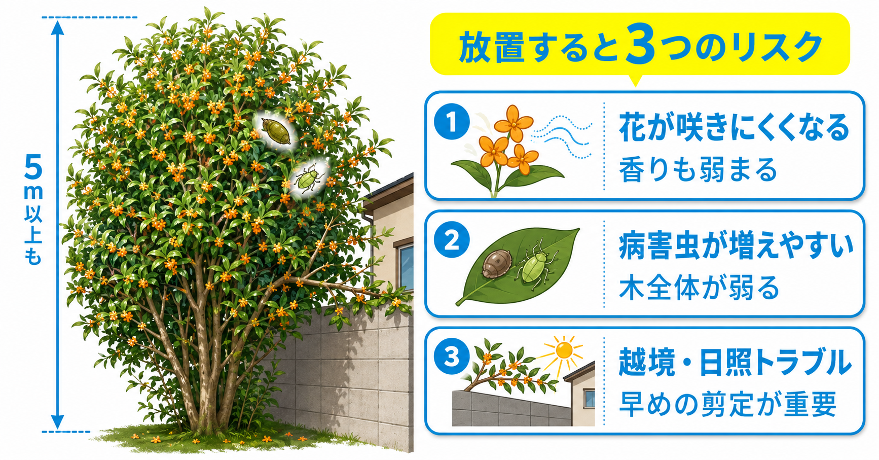 大きくなりすぎたキンモクセイを剪定すべき理由
