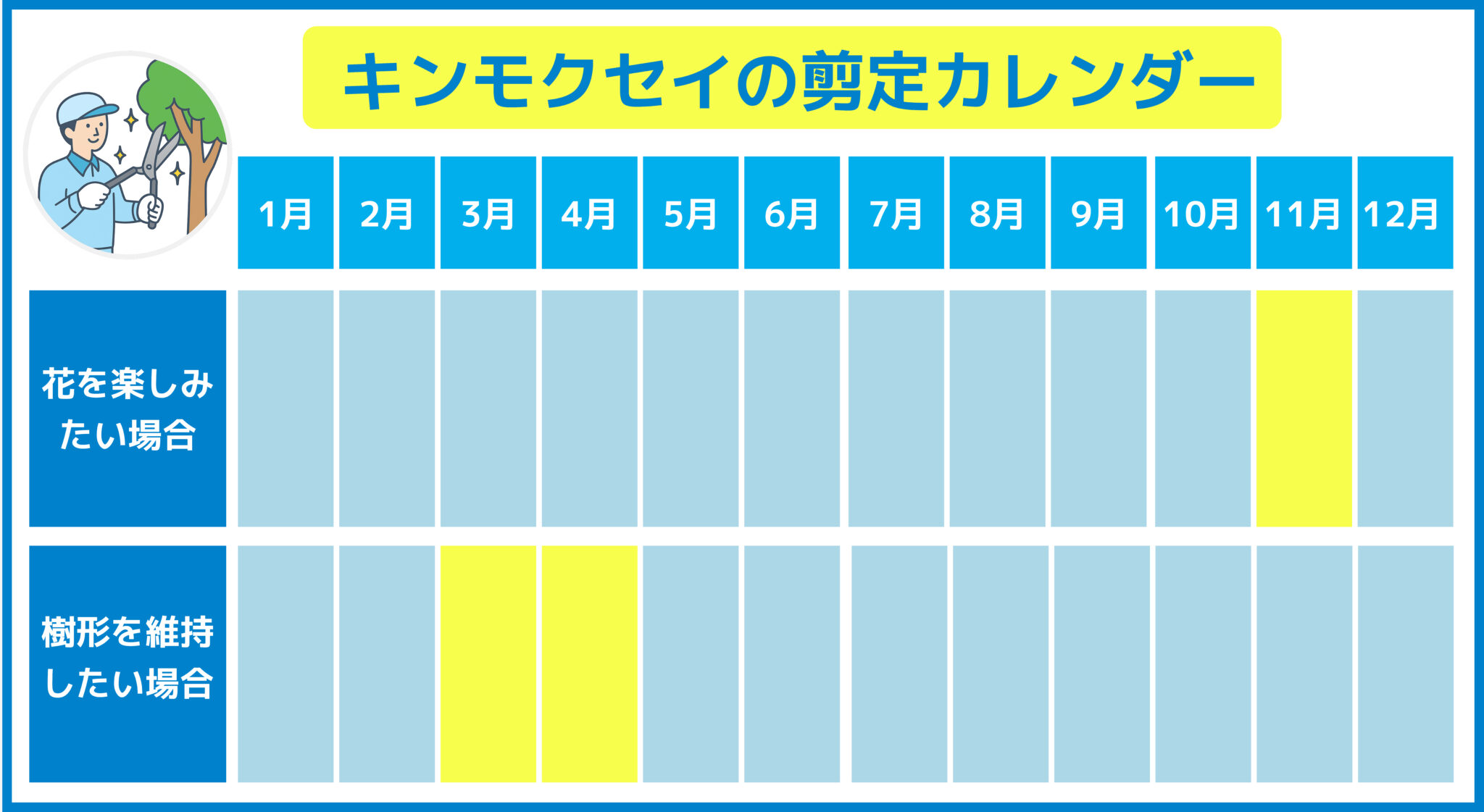 キンモクセイの剪定カレンダー