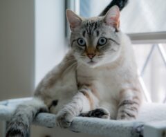 退去時にペットの臭いを消す方法を検討している家主が飼っている猫