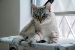 退去時にペットの臭いを消す方法を検討している家主が飼っている猫