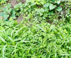 雑草が生えない方法を調べている家の庭