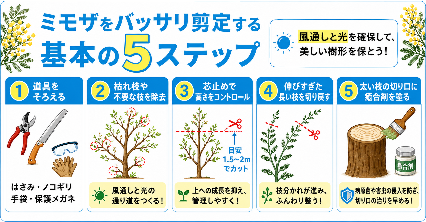 ミモザをバッサリ剪定する際の基本のステップ