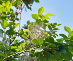 大量発生している白い毛虫のアメリカシロヒトリが群がっている様子