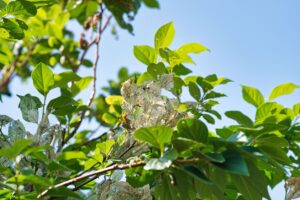 大量発生している白い毛虫のアメリカシロヒトリが群がっている様子