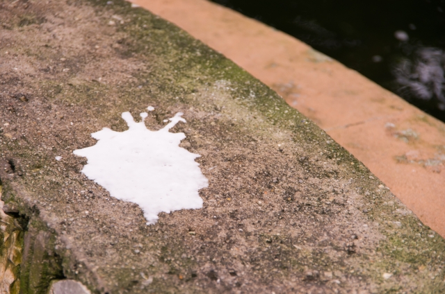 掃除の仕方を調べている鳥のフン