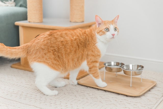 引越し先に慣れるまで一定の期間がかかる猫