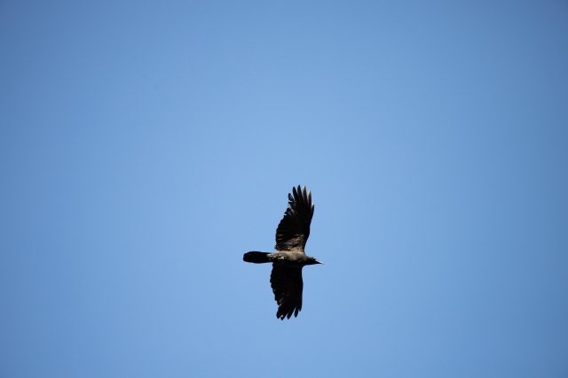 掃除しなければならな鳥のフンを残した鳥