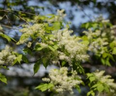 太陽の光を浴びて茂るシマトネリコの枝葉
