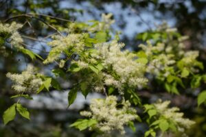 太陽の光を浴びて茂るシマトネリコの枝葉