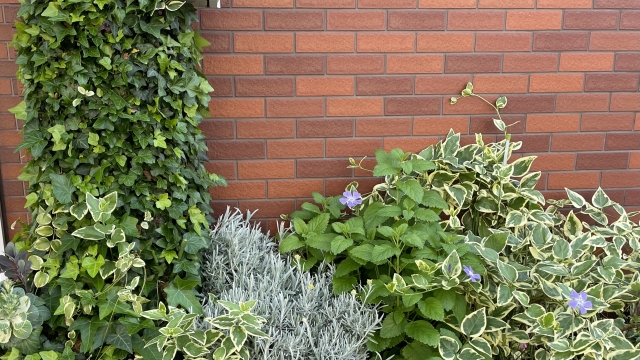 コケや植物が繁殖した外壁の一部