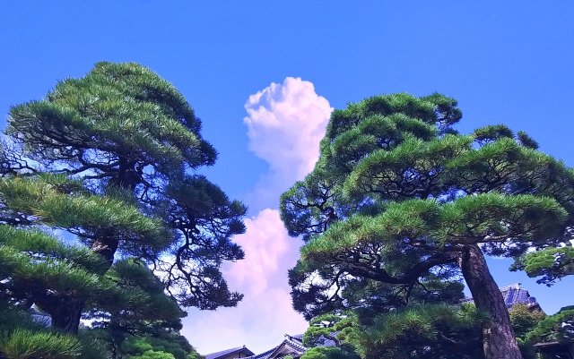 青空に映える立派な黒松の全景