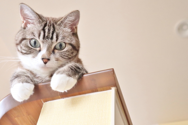 猫の引越しは慣れるまでの期間はどれくらい？ストレス軽減対策・必要な準備・ケアを徹底解説