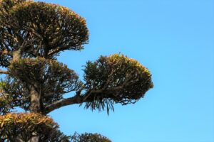 樹形が美しく整えられた松の木