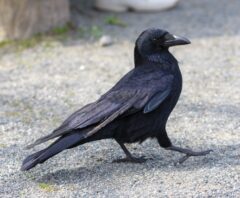 カラスのフンを掃除しようと思っている場所に現れたカラス