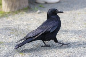 カラスのフンを掃除しようと思っている場所に現れたカラス
