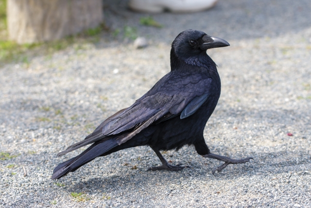 カラスのフンの落とし方は？正しい掃除方法と注意点を徹底解説！