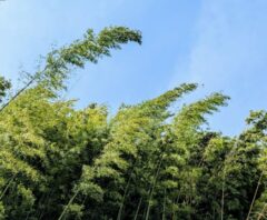 伐採業者に伐採依頼を検討している竹藪