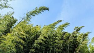 伐採業者に伐採依頼を検討している竹藪