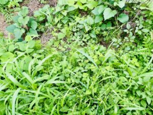 駆除業者を利用しようと思っている雑草