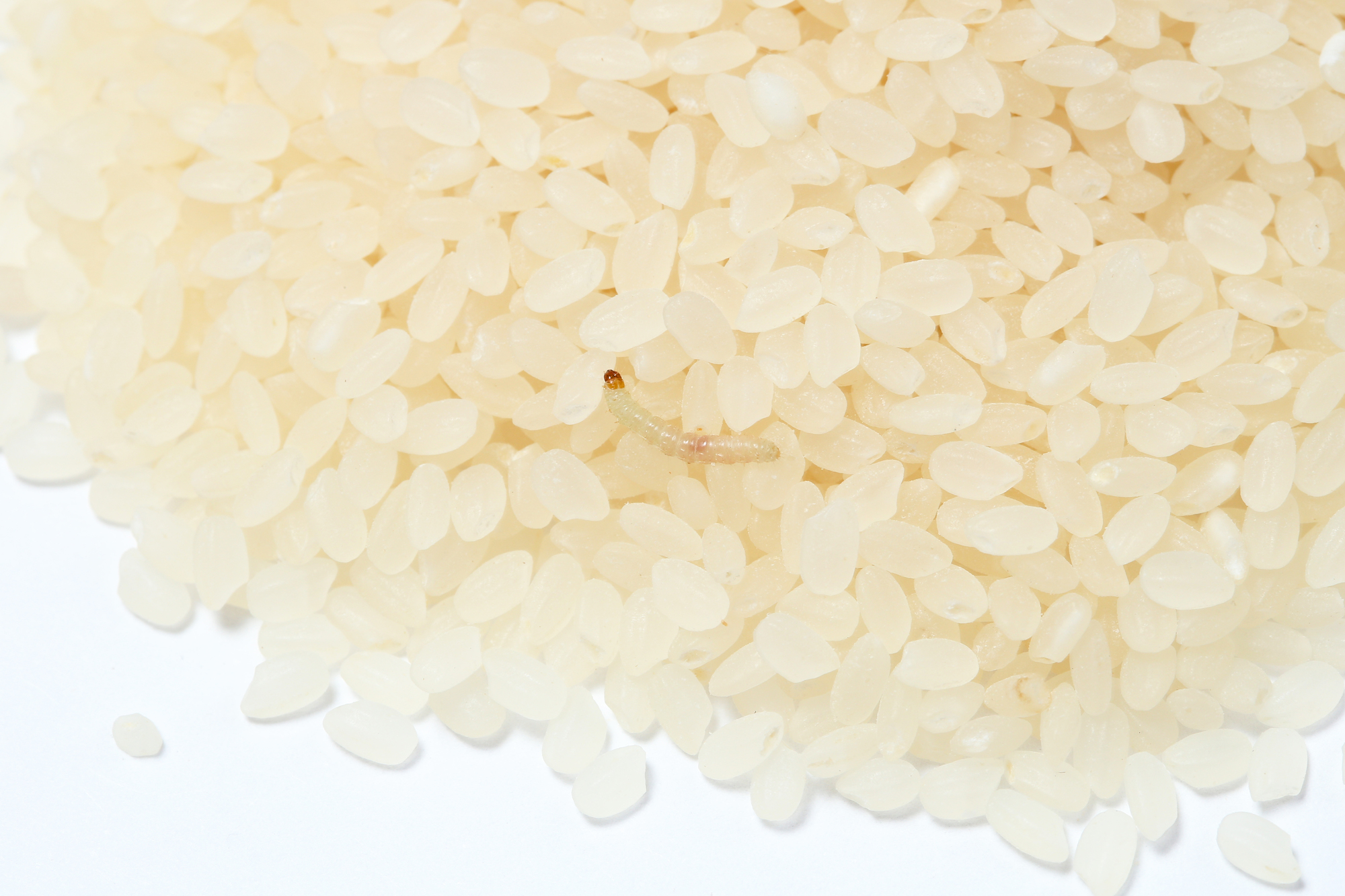 部屋の中のノシメマダラメイガを駆除する方法｜侵入経路・予防策を解説