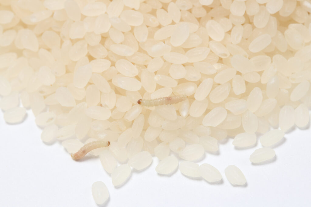 部屋の中に潜んでいるノシメマダラメイガの幼虫