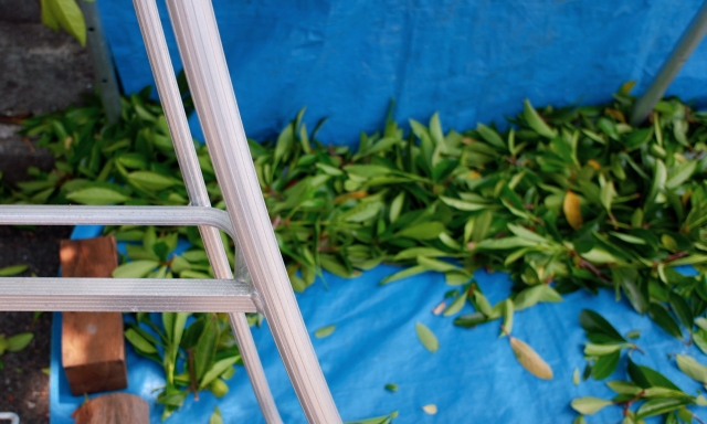 料金を払って剪定を依頼しカインズに作業してもらっているところ