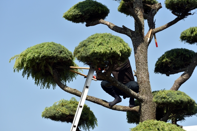 剪定された丸い形の庭木