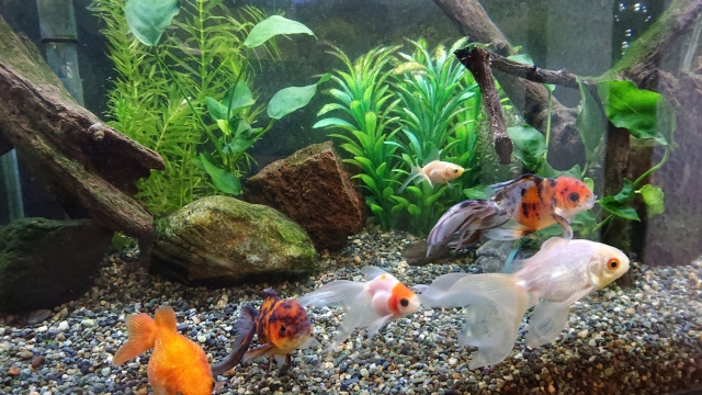 引っ越し業者に運搬を任せる水槽