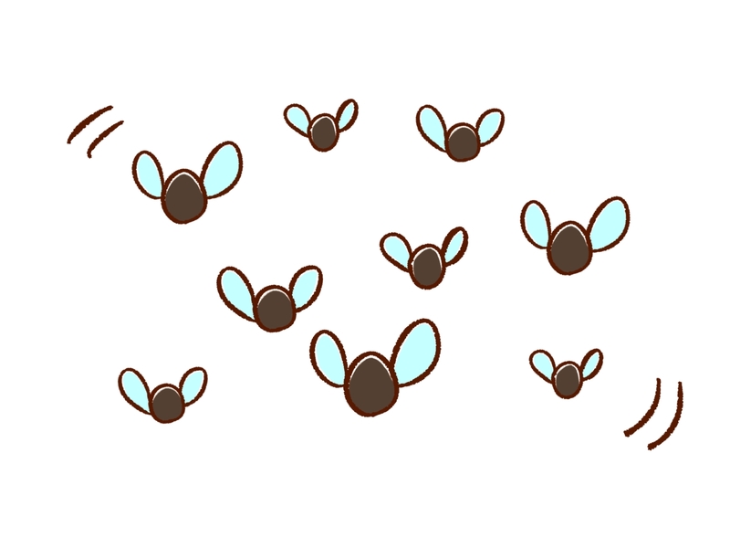 コバエ駆除業者を選定中