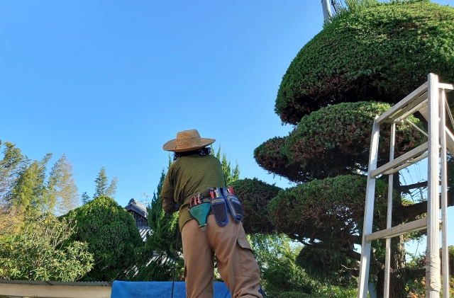 脚立を立てて庭木を剪定している庭師