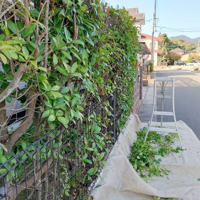 道路沿いの生垣を刈り込んだ後の様子