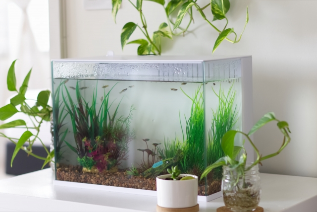 水槽の引っ越し業者おすすめ3選｜費用は？生物と一緒に運搬できる？熱帯魚・金魚・メダカ別の配送方法も