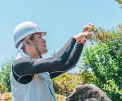 樹木の状態を確認する作業員