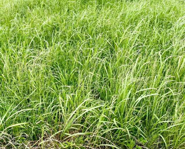 料金を支払いベンリーに草刈り依頼しようと思っている雑草