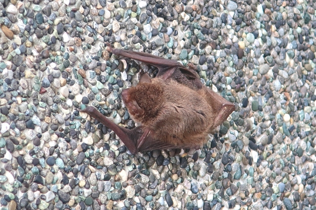 掃除すべきフンの元凶であるコウモリ