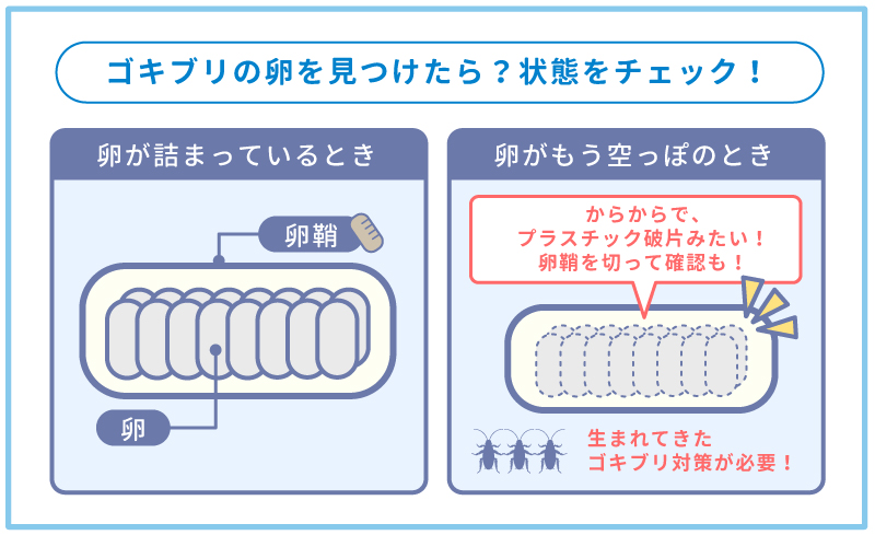 ゴキブリの卵を見つけたら、まずは卵の状態をチェック