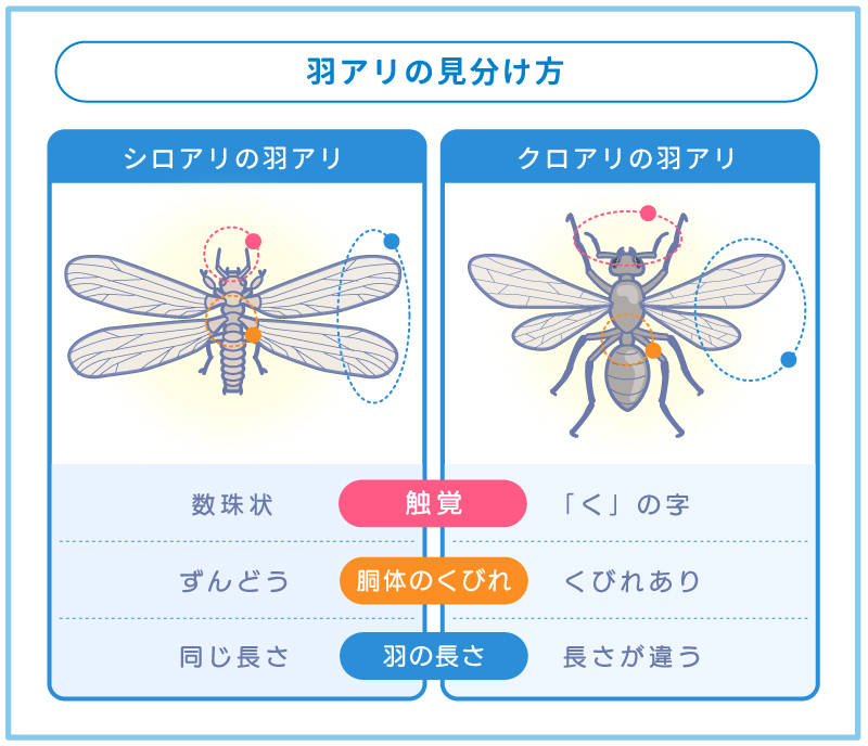 羽アリの見分け方　シロアリ・クロアリ