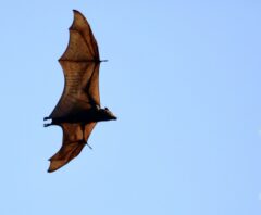 フン掃除の手間を増やしているコウモリ