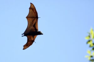 フン掃除の手間を増やしているコウモリ